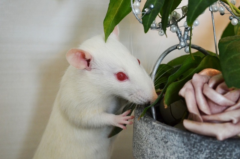 1285rat