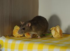 DSC_0526.JPG