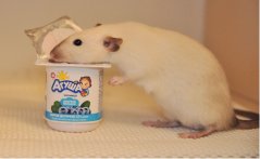 DSC_0322.JPG