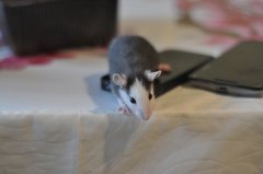 DSC_0045.JPG