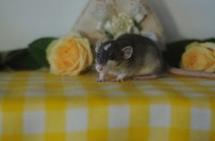 DSC_0141.JPG