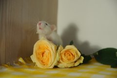 DSC_0173.JPG