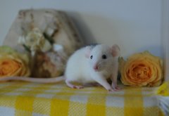 DSC_0224.JPG