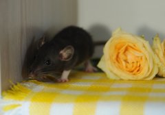 DSC_0251.JPG