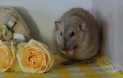 DSC_0391.JPG
