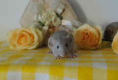 DSC_0411.JPG