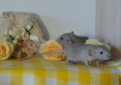 DSC_0428.JPG