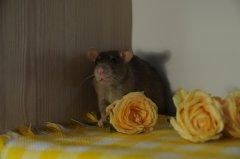 DSC_0506.JPG
