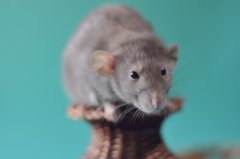 DSC_1411.JPG