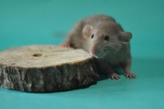 DSC_1398.jpg