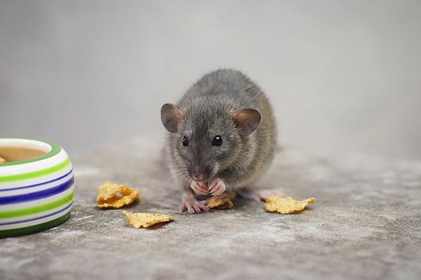 IMG 8264