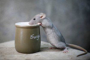 изображение_viber_202