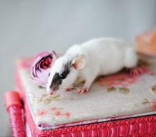 увусц